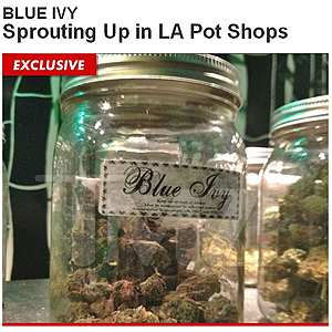Blue Ivy Carter har fått en type marihuana oppkalt etter seg - «OG Blue Ivy». Foto: Faksimile, TMZ.com.