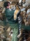 Tiger med klør – du møter både Tinka og dyrepasseren Rune Landås i NRK-serien Folk. (Foto: Trygve Skramstad, Fædrelandsvennen)
