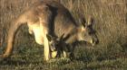 Kenguruen er mindre enn en peanøtt når den må kravle seg en lang vei gjennom pelsen på morens mage for å finne den trygge pungen. På bildet ser vi en større kengurubaby trygt plassert i mors pung. (Foto: MICO)