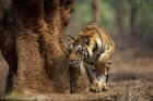 En tiger smyger seg forbi en trestamme i Rajahstan i India. (Foto: Anup Shah/BBC)