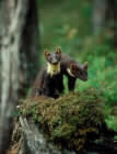 Måren er et av de vanskeligst tilgjengelig rovdyrene i norsk natur (Foto: Ole Jakob Vorraa)