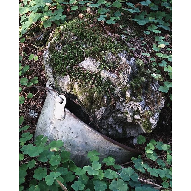 @fru.sigrun på Instagram har tatt dette bildet til poesi-fotokonkurransen, og skriver dette om bildet: Til jord skal du bli. Naturen har overtaket.