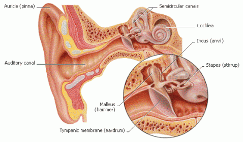 Ørets anatomi. Illustrasjon:www.uic.edu