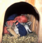 Jan-Erik ligger ute i ulvehuset første natten Edda er sammen med de store ulvene (Foto: Arne Nævra)